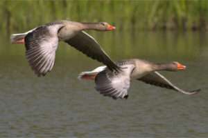 How to Migrate an Affiliate Program...